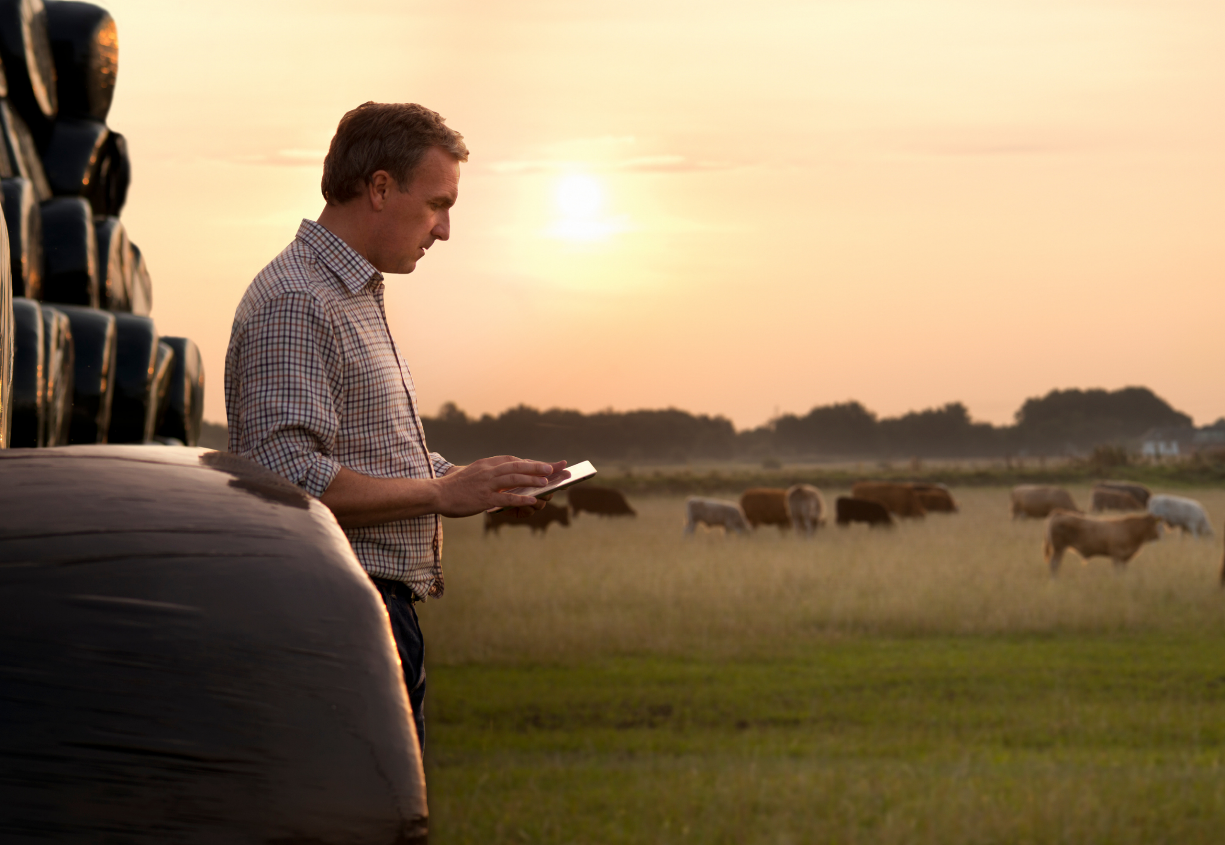 farmer-hay-cattle-tablet